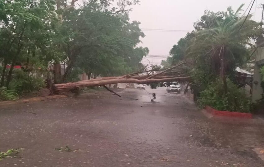  Vientos derriban árboles y obstruyen vialidades en diferentes puntos de Culiacán