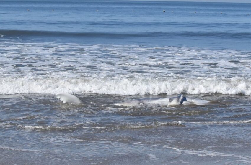  Aparece cría de ballena jorobada muerta en playas de Nayarit, una noche anterior estaba viva
