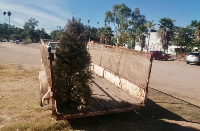  Listos los centros de acopio de pinos navideños naturales en Ahome