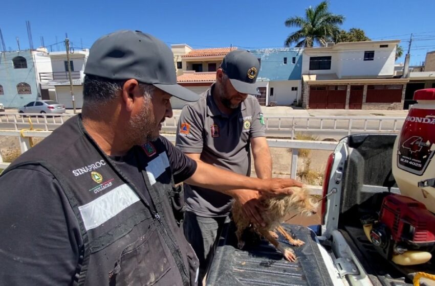  ¡Buscan a su dueño! Protección Civil rescata un perrito de un dren en la colonia Agustina Ramírez