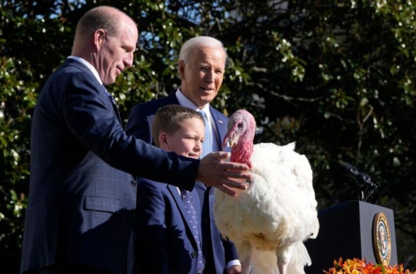  ¿Qué es el “indulto” o “perdón al pavo” del Día de Acción de Gracias?