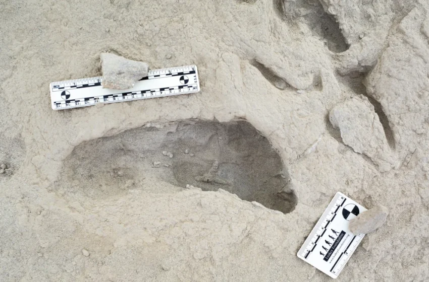  El descubrimiento de huellas fosilizadas revela el momento en que dos especies humanas antiguas se cruzaron
