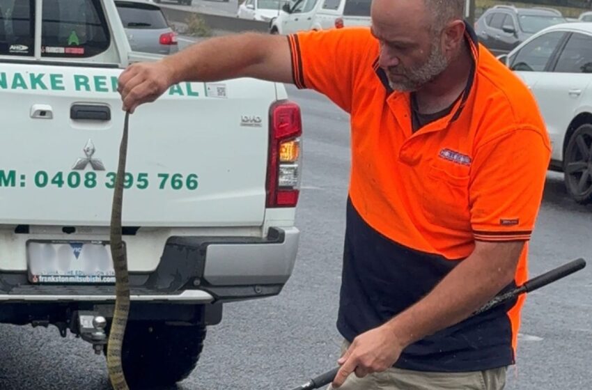  Mujer australiana encontró una mortal serpiente tigre a sus pies mientras conducía a 80 kilómetros por hora