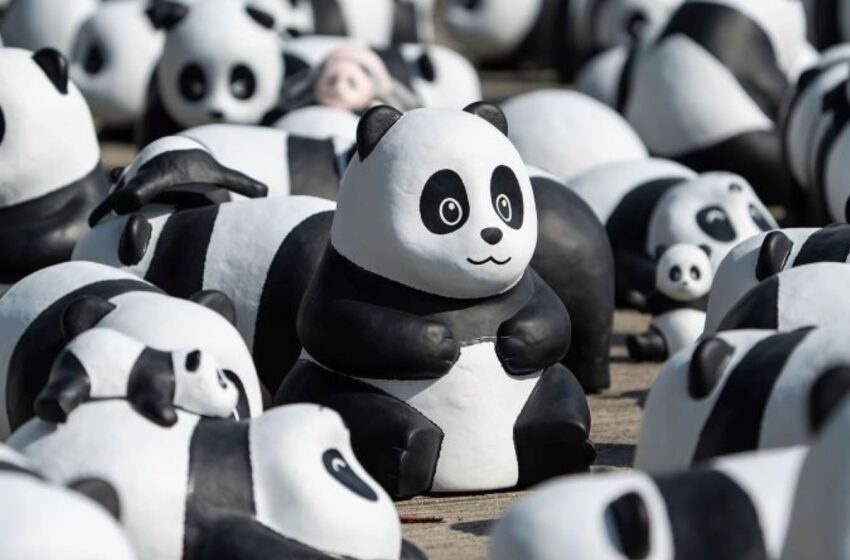  Hong Kong expondrá 2.500 esculturas de pandas para aprovechar la fiebre local por los osos