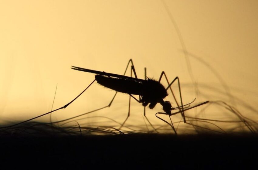  Mazatlán se prepara ante la posible llegada de una nueva variante de dengue