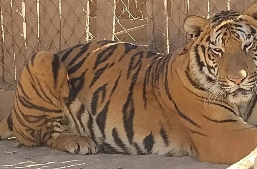  Felinos rescatados: víctimas silenciosas de la violencia en Sinaloa