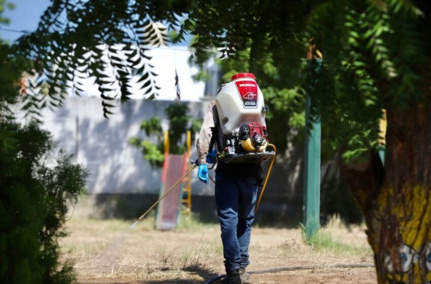  Dengue sigue presente; llaman a evitar criaderos de mosquitos en casa