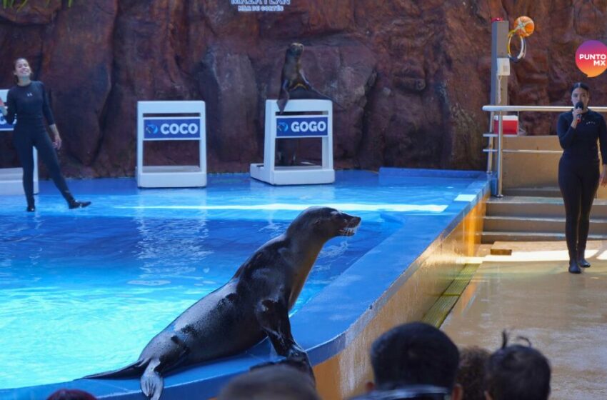  Programa de Lobos Marinos de Gran Acuario es referente nacional