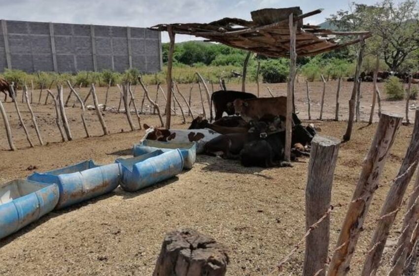  Fuerte sequía pone en riesgo al ganado libre en Mazatlán