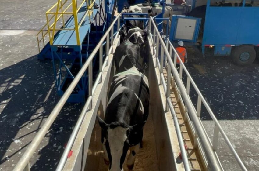  Mazatlán recibe nuevo embarque de vacas lecheras provenientes de Australia
