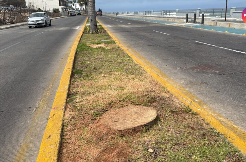  Retiran palmeras del Paseo Claussen… por riesgo vial 