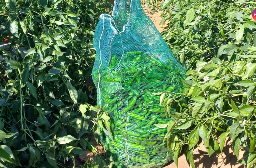  Termina con pérdidas la cosecha de hortalizas en el Río Presidio 