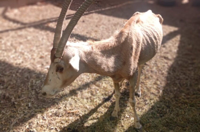  AZCARM advierte sobre condiciones críticas en el Zoológico de Culiacán