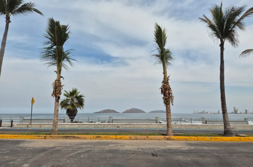  *Se plantan las dos palmeras y se coloca señalética vial en Paseo Claussen, en Olas Altas*
