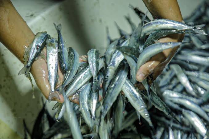  Poca pesca de ‘pajarito’, pero sí hay ventas: Pescadores de Playa Norte