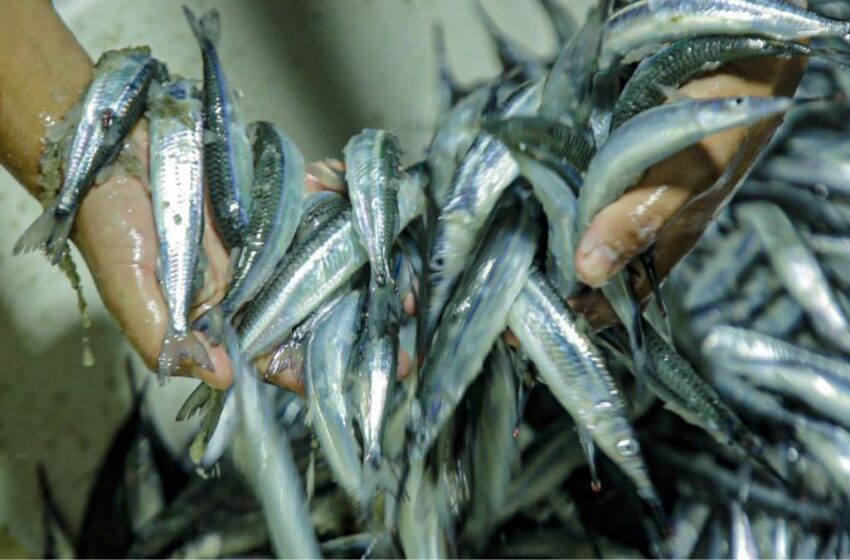  La pesca de pajarito llega sin regulación, pero con mucha tradición