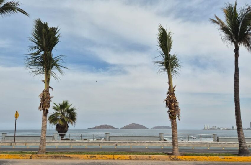  Reponen palmeras taladas en Paseo Claussen; cuestan 6 mil pesos cada una 