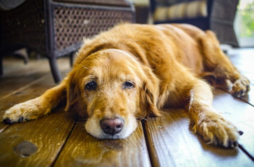  Cuídate del calor: tú y tu mascota están en riesgo por pulgas y garrapatas