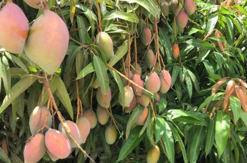  Ya vienen los primeros cortes de mango en Rosario, pero…