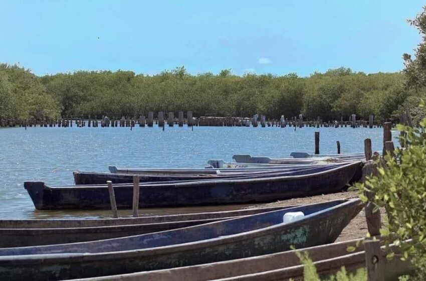  Llaman a respetar veda de camarón; cierran filas contra la pesca ilegal