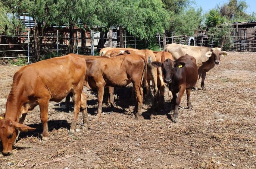  Cierre fronterizo inquieta también a ganaderos locales por su impacto