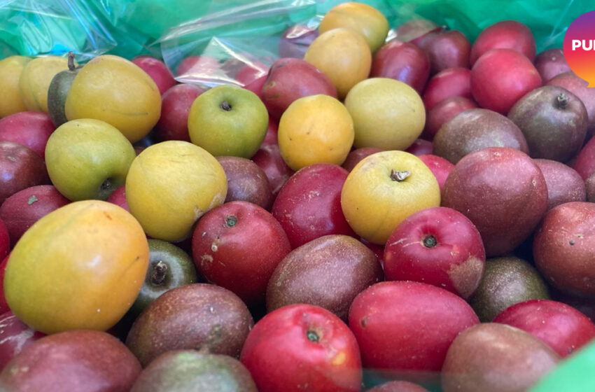  Con poca fruta, pero con muchas ganas: va la Feria de la Ciruela 