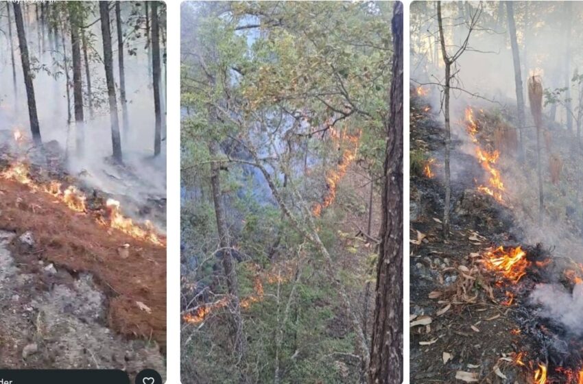  Sinaloa, entre los estados más afectados por incendios forestales  