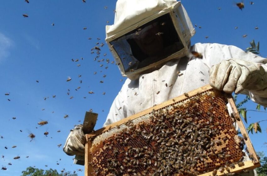  ¡Zumban fuerte! Van 185 reportes por panales de abejas en Mazatlán este año 