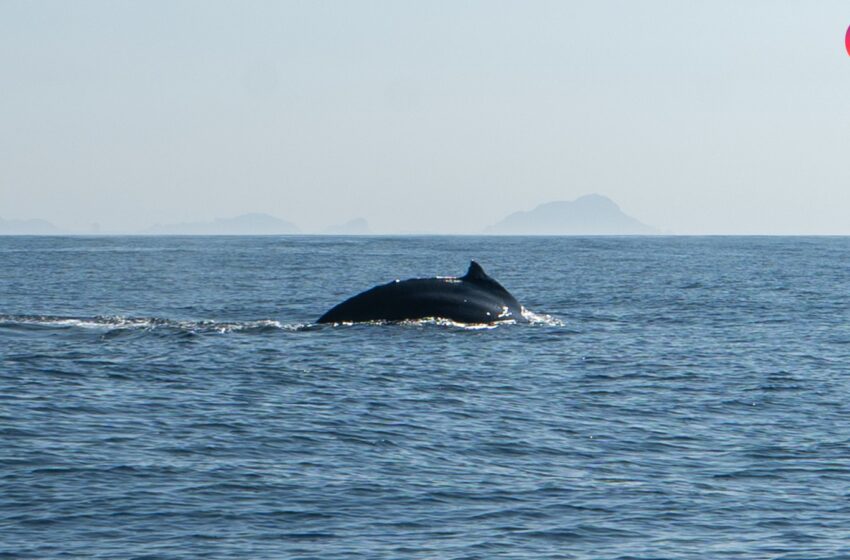  La actual temporada de ballenas ha sido de las mejores en Mazatlán  