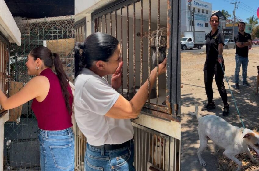  Fundación Grupo ARHE y Coral Rents se unen para promover el bienestar animal 