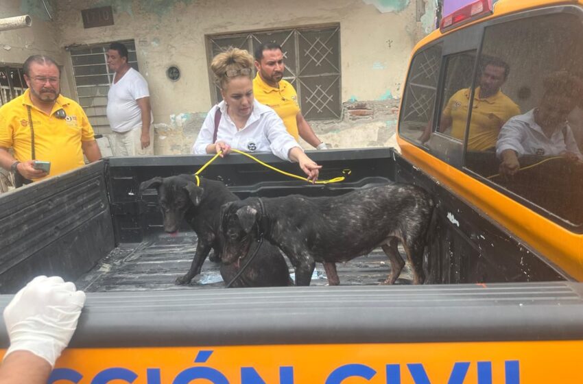 ATIENDEN DENUNCIA DE MALTRATO Y RESCATAN 14 PERRITOS