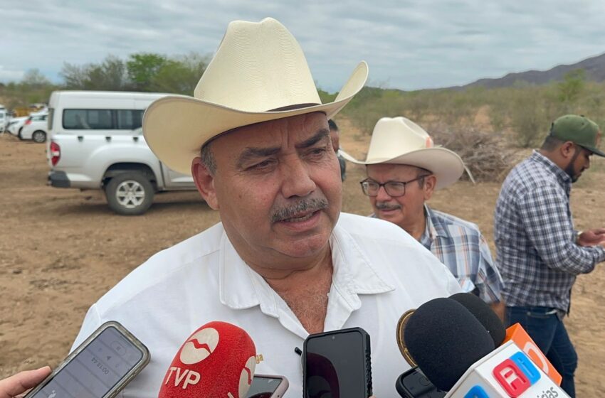 Sector ganadero registra muerte de 50 reses tras la sequía en Mazatlán