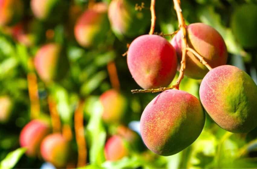  Sequía ‘amarga’ la temporada de mango en Sinaloa
