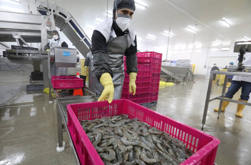  Sin pesca, sin empleo: más de 100 mujeres buscan trabajo en Mazatlán 
