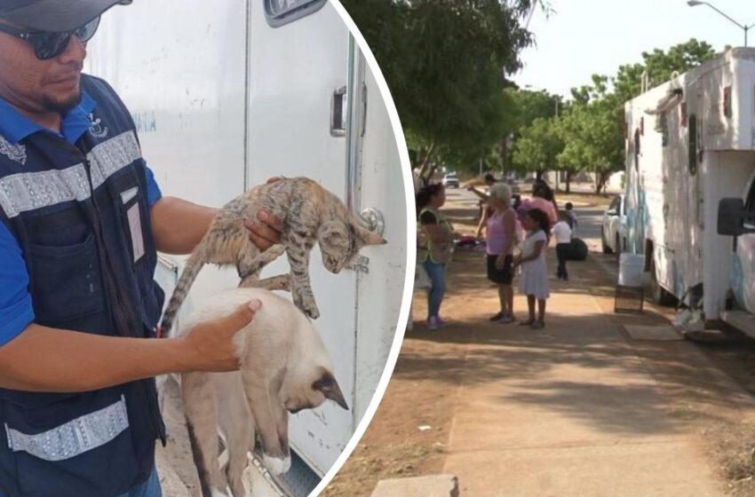 Camión esterilizador atiende 60 mascotas por semana en Mazatlán