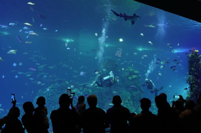  Tropical Fest, la Semana del Tiburón y todo lo que habrá este verano en Gran Acuario