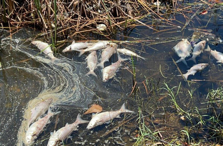 Mortandad de Peces en la Laguna del Camarón; Autoridades Locales y Federales Deben dar Respuestas