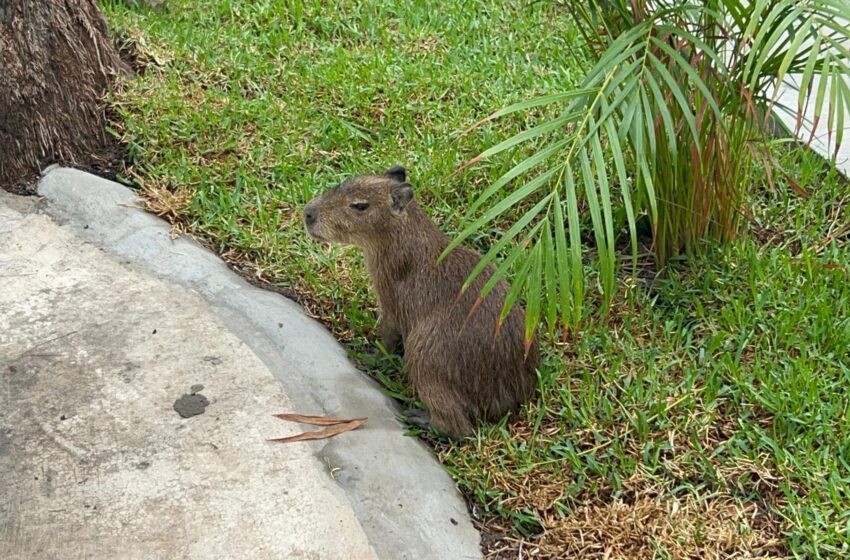  ¡Llegaron los capibaras al Gran Acuario Mazatlán!