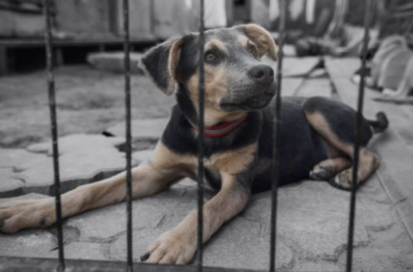 Esto proponen ante la crisis por maltrato y abandono animal diario